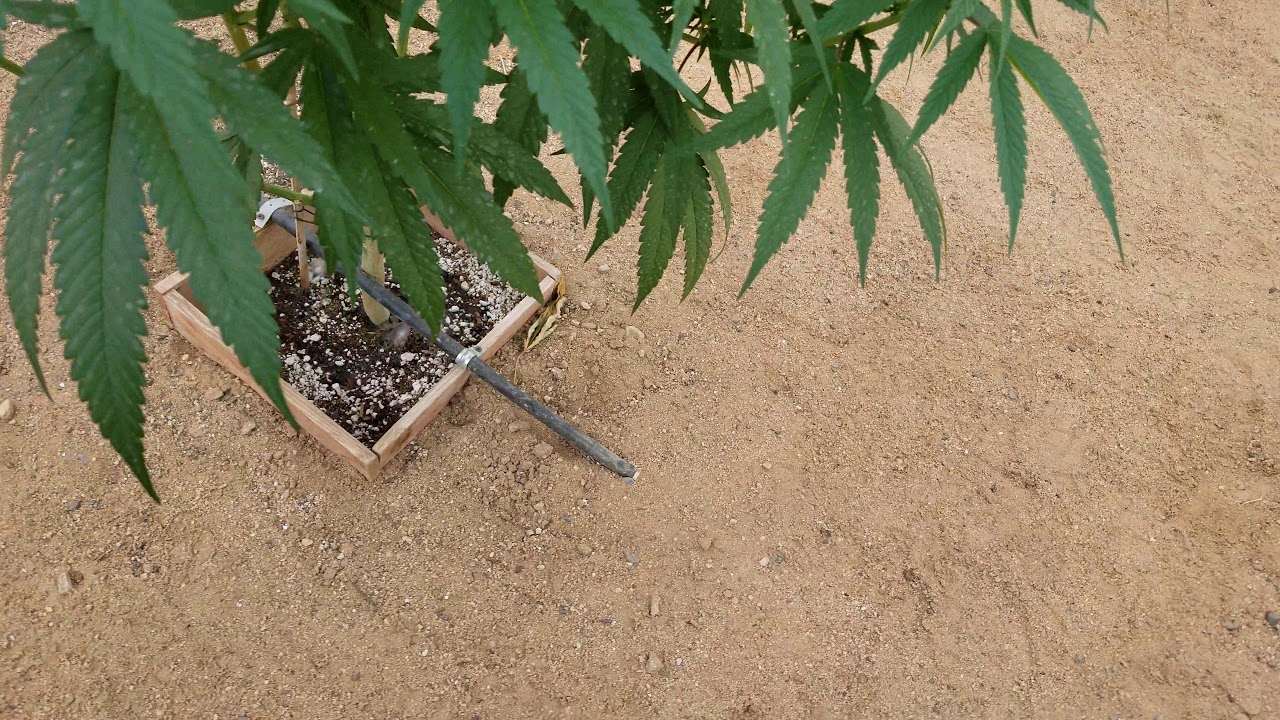 Southern cali outdoor cannabis watering process