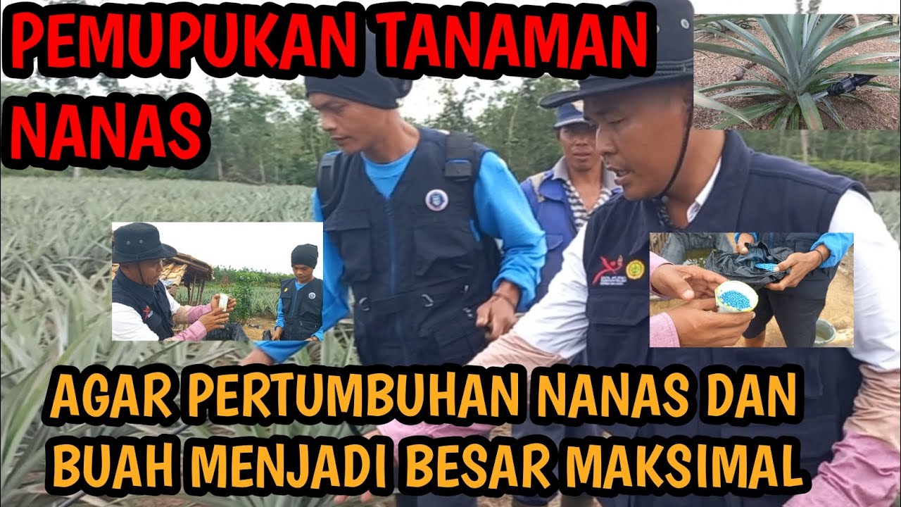 BUDI DAYA NANAS DI PEMUPUKAN PERTAMA@Filan Brigjen
