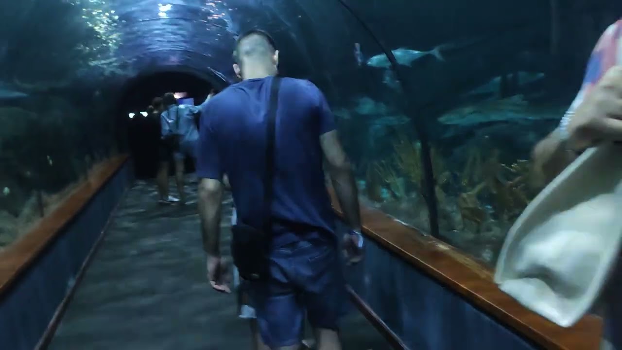 Loro Parque Tenerife Underwater Tunnel Puerto De La Cruz