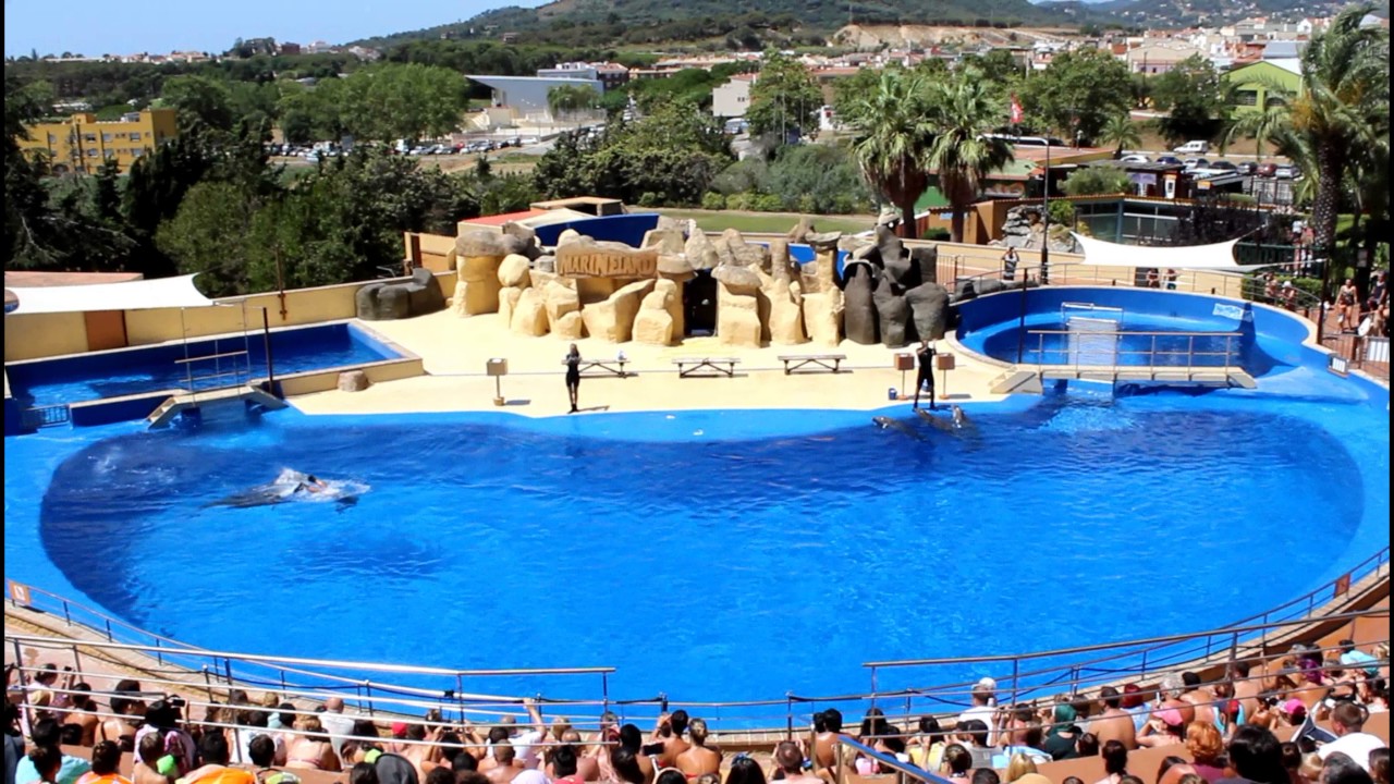 Espectáculo con Delfines en Marineland