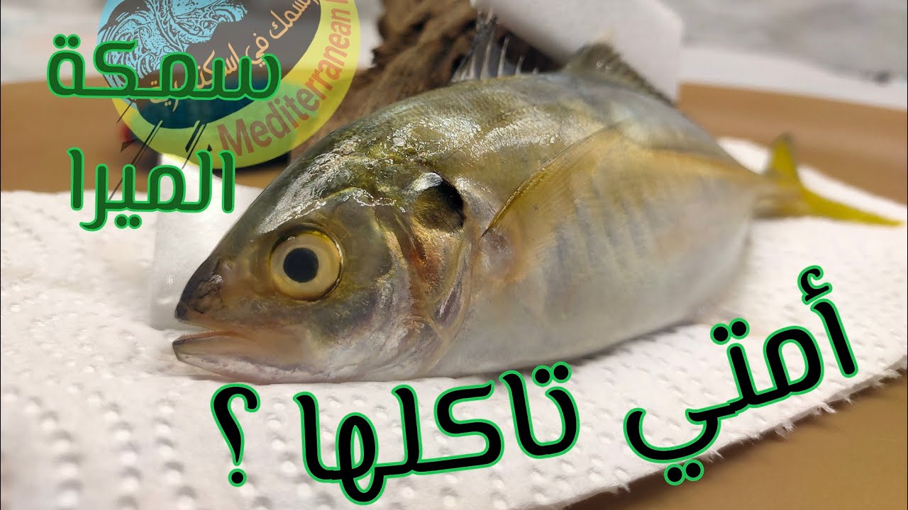 مش كل سمك الميرا ابو ديل اصفر في اسكندرية مصدره البحر المتوسط 🤷🤷