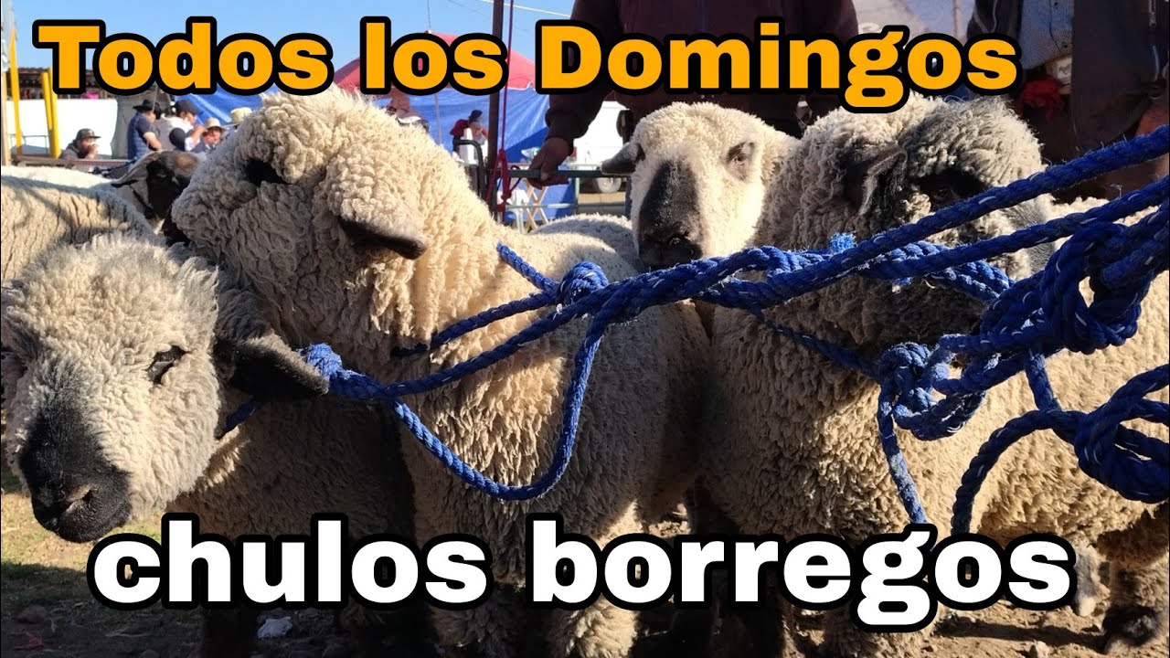 chivos y borregos en la área ganadera de TENANCINGO EDOMEX