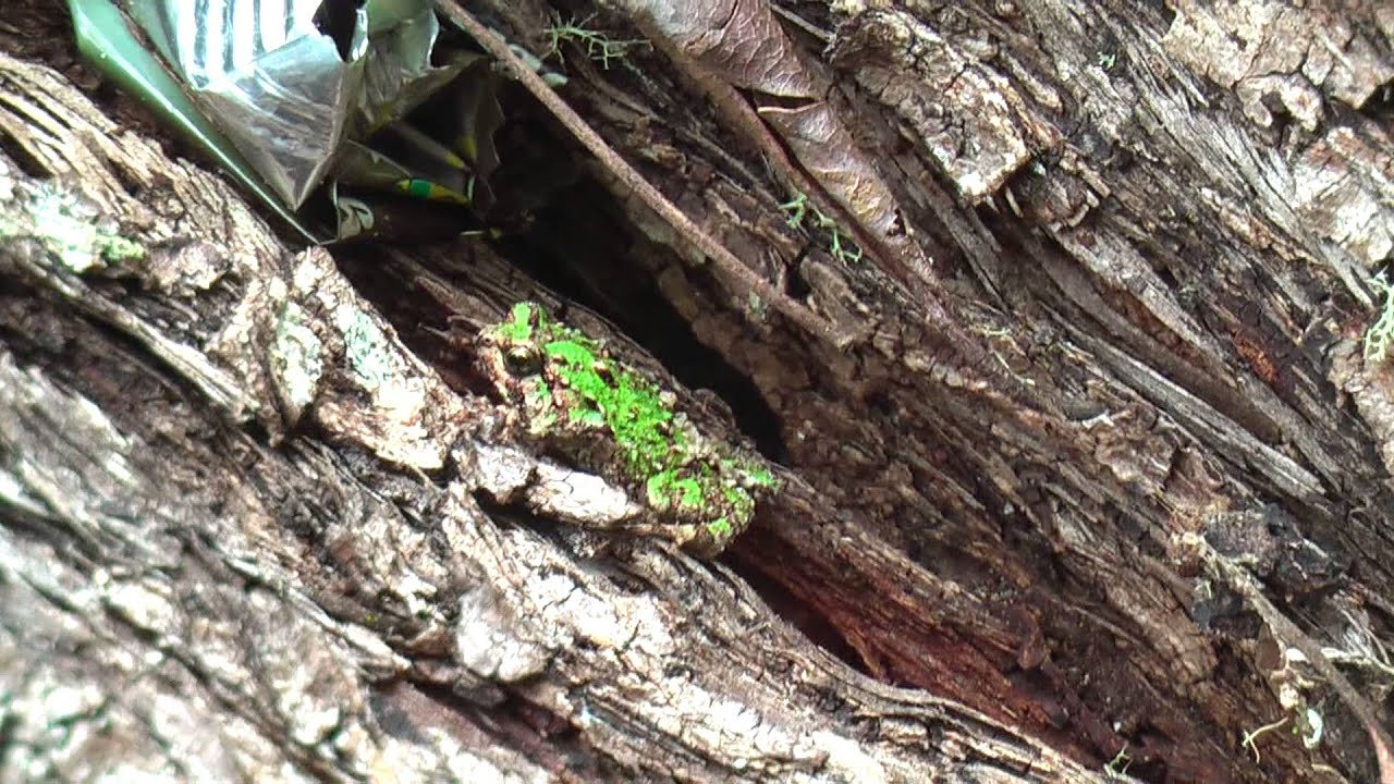 Scaphiophryne Marmorata 1
