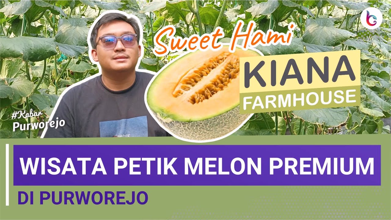 Dibuka Mulai 1 Juni, Ayo Kunjungi Wisata Petik Melon Premium di Purworejo