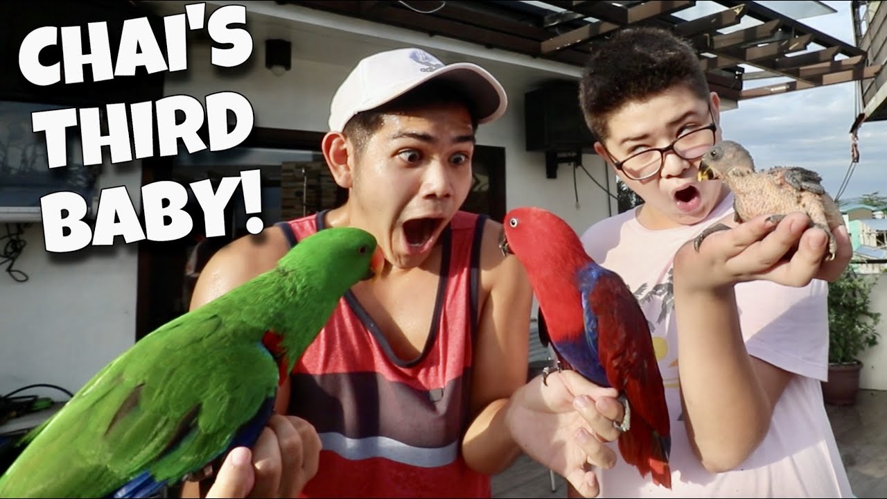 ECLECTUS PARROT THIRD BABY! Chai's first free flight in one year hirap lumipad (IBON) | Murillo Bros
