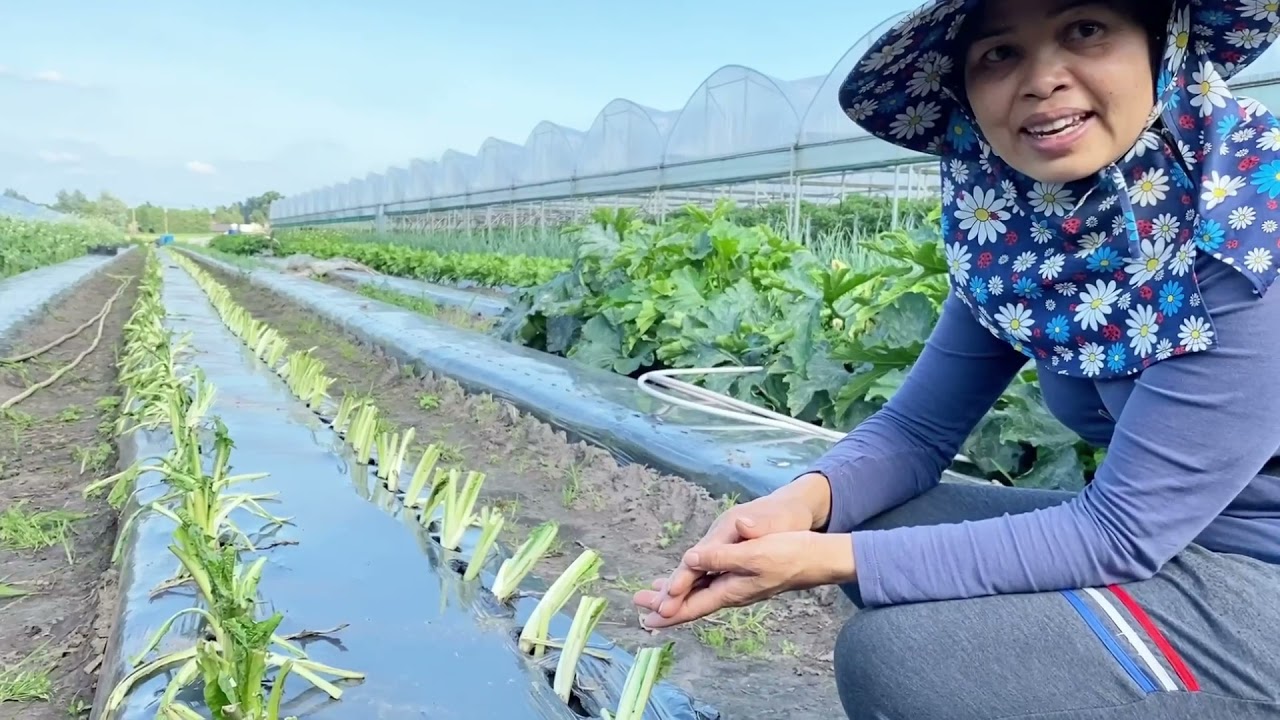 (16/19) 9-07-2021 ชิโครี่ - witlof เพิ่งรู้ชื่อไทยผักชนิดนี้ (ทับศัพท์อังกฤษ)