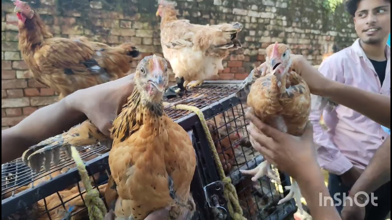 Kiratpur Kabootar, murga, khargosh mandi Bijnor, Murga, Australian parrot, chicks, battakh, turky
