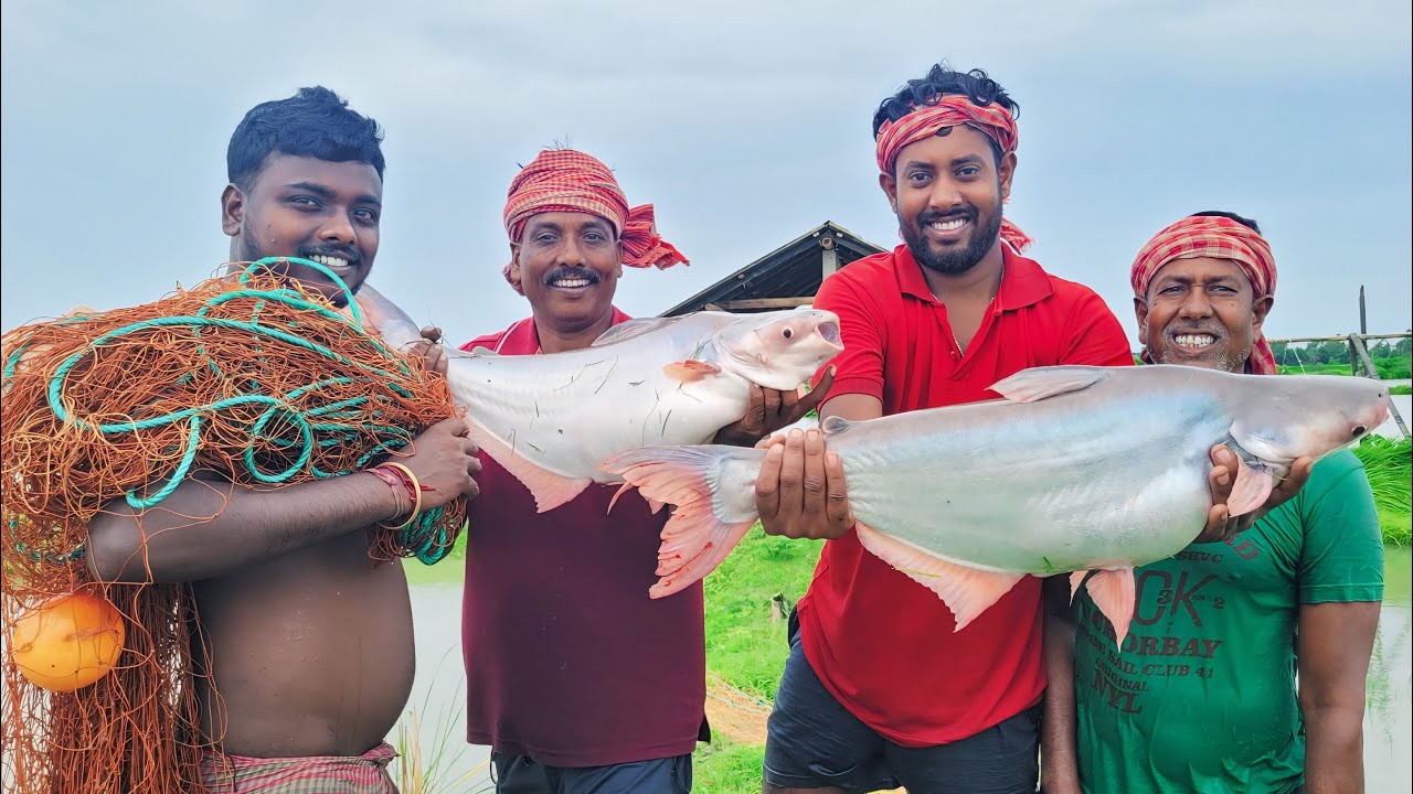 বাড়ির ঘেরে কটের জাল টেনে,বড় বড় সাইজের পাঙ্গাস মাছ ধরলাম Net fishing!!!