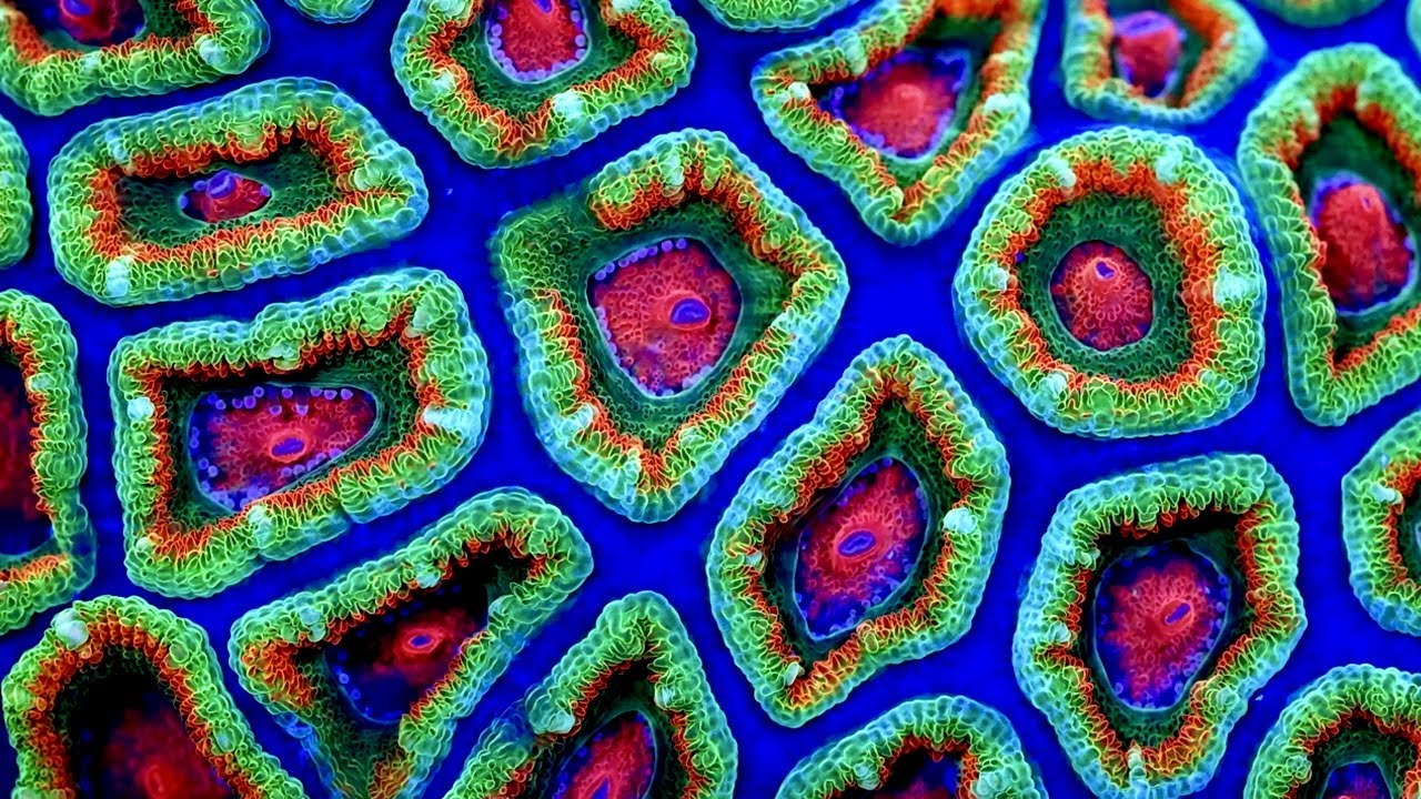 Overgrowth - Coral Morphologic