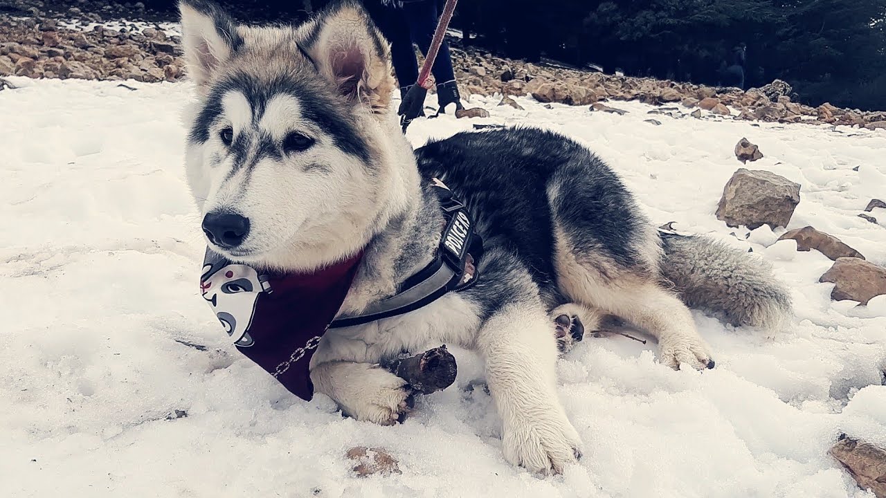 My dog reacts to snow for the first time