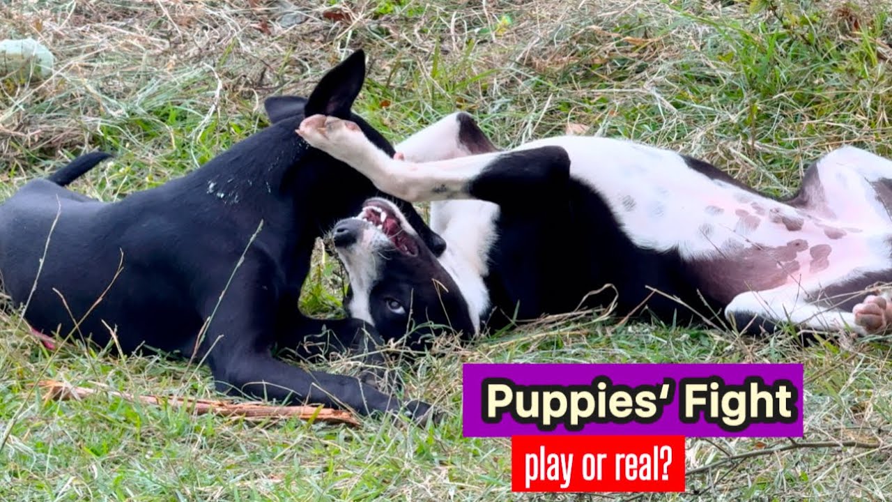 Guess!Is this fight Real or Play#puppiesfighting#puppiesfight#desikutta#dogactions#doglovers#dogs