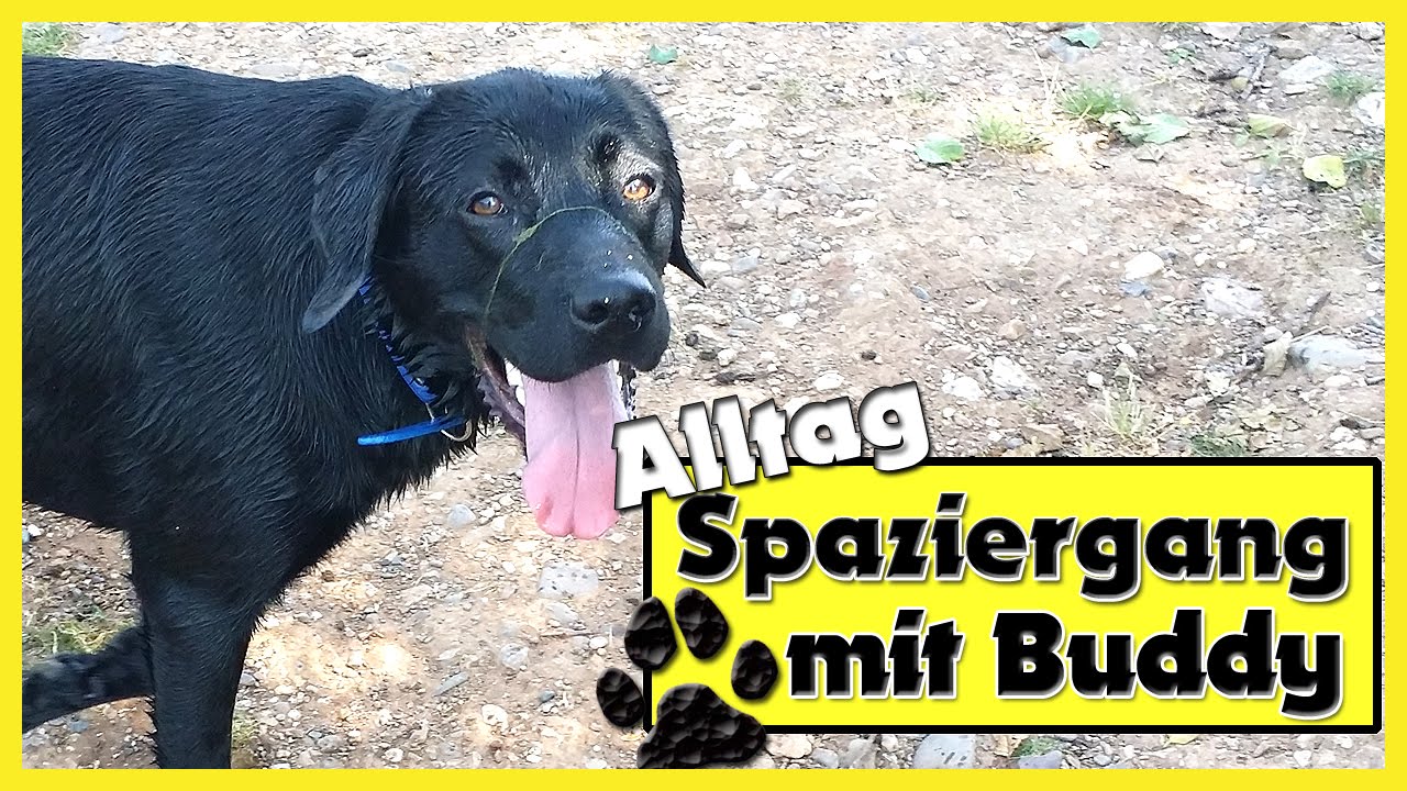 Alltag mit Hund | Spaziergang mit Labrador Buddy | Ein Chaot auf vier Pfoten | Hundekanal