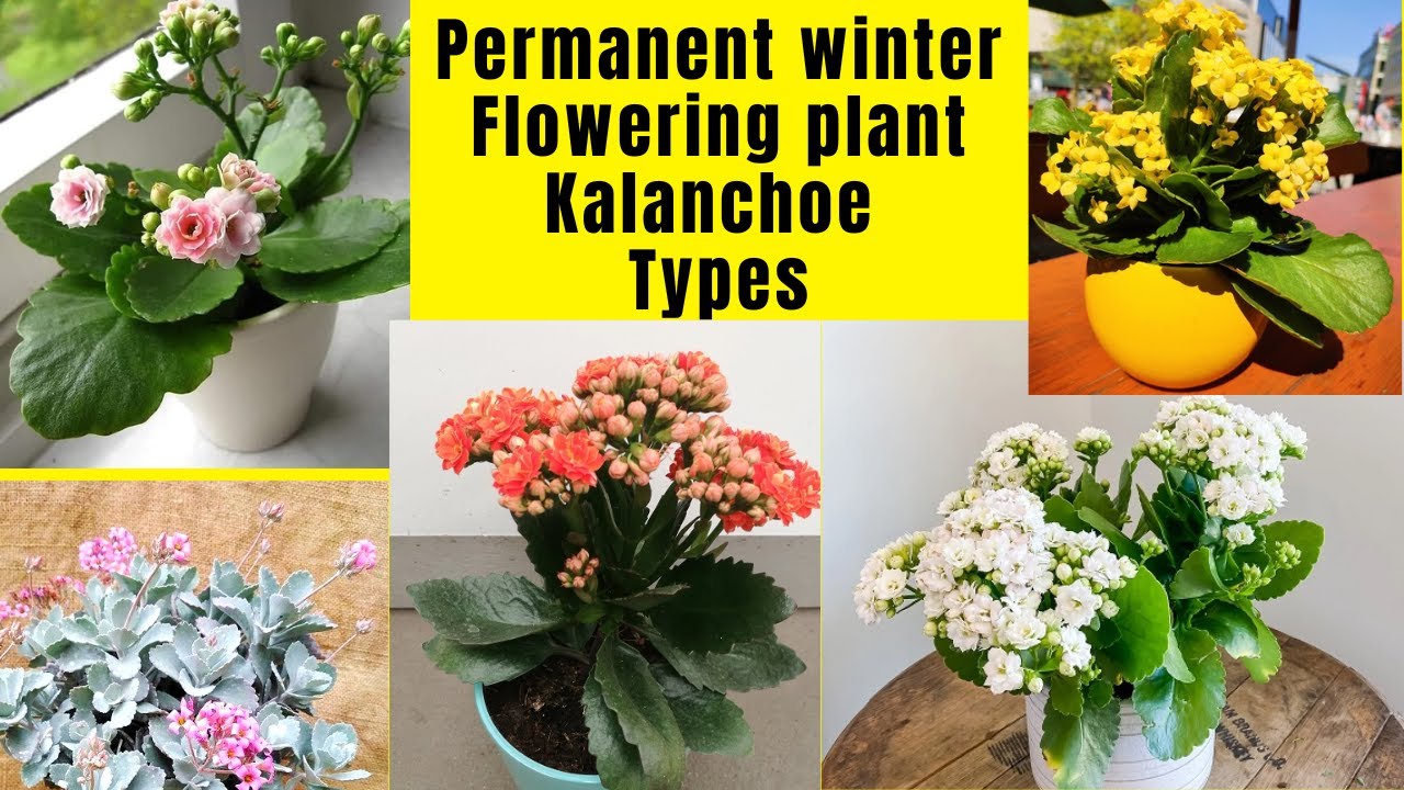 Permanent winter Flowering plant Kalanchoe Varieties | Kalanchoe Flowering Types |Swaroopa Diaries