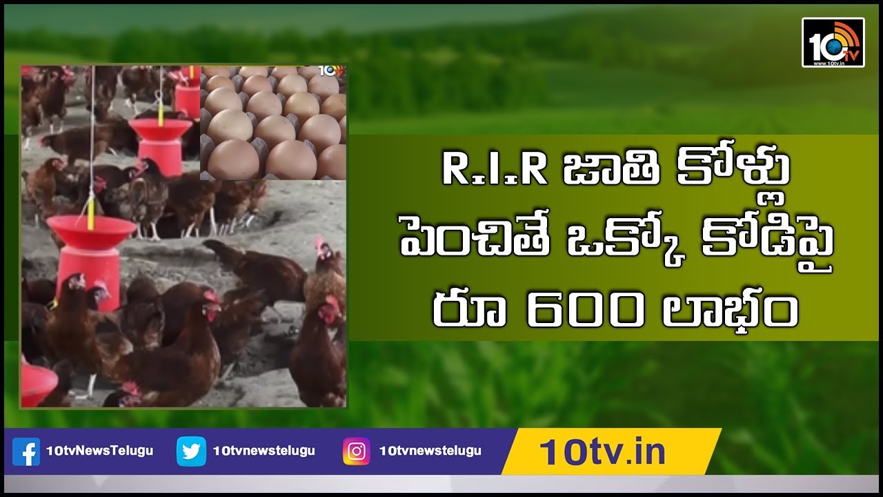 R.I.R జాతి కోళ్లు పెంచితే ఒక్కో కోడిపై రూ  600 లాభం | Rhode Island Red Chicken | Matti Manishi |10TV