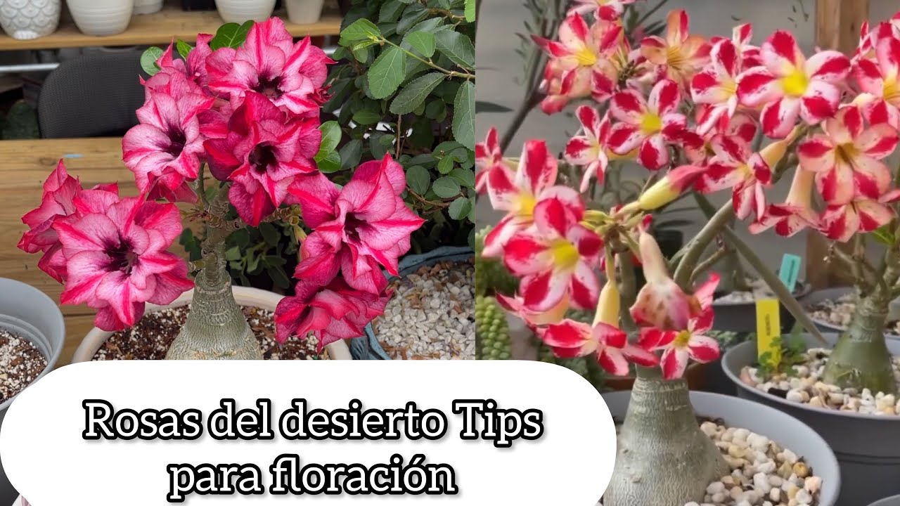 ROSA DEL DESIERTO TIPS PARA FLORACIÓN Asi crece bonito el Adenium obesum