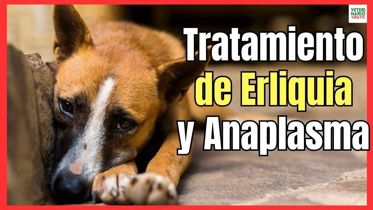 TRATAMIENTO DE EHRLICHIA Y ANAPLASMA EN PERROS (LA ENFERMEDAD DE LA GARRAPATA)