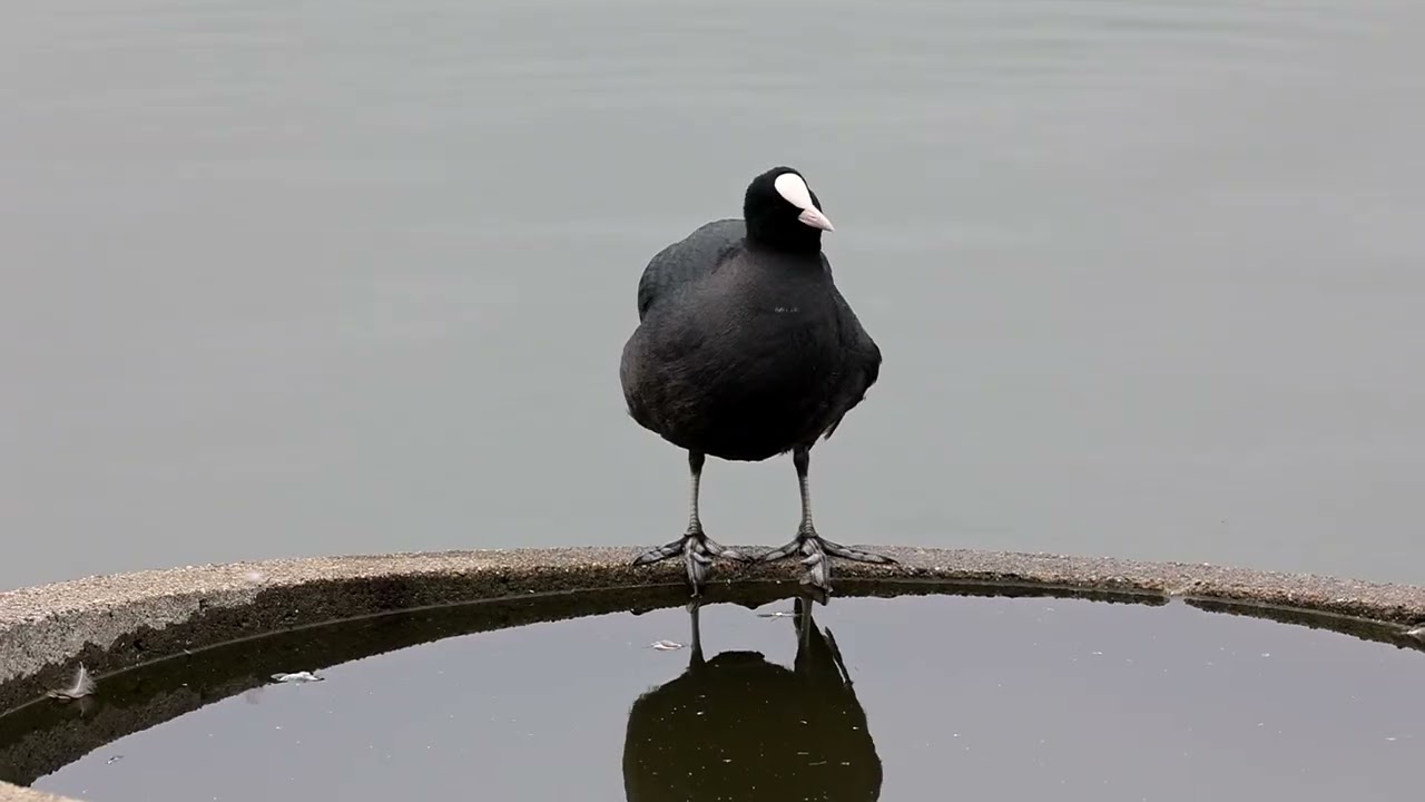 オオバン