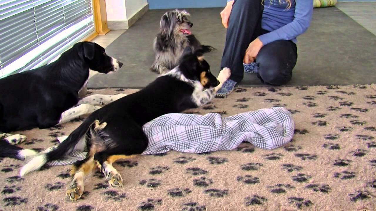 Super Puppy