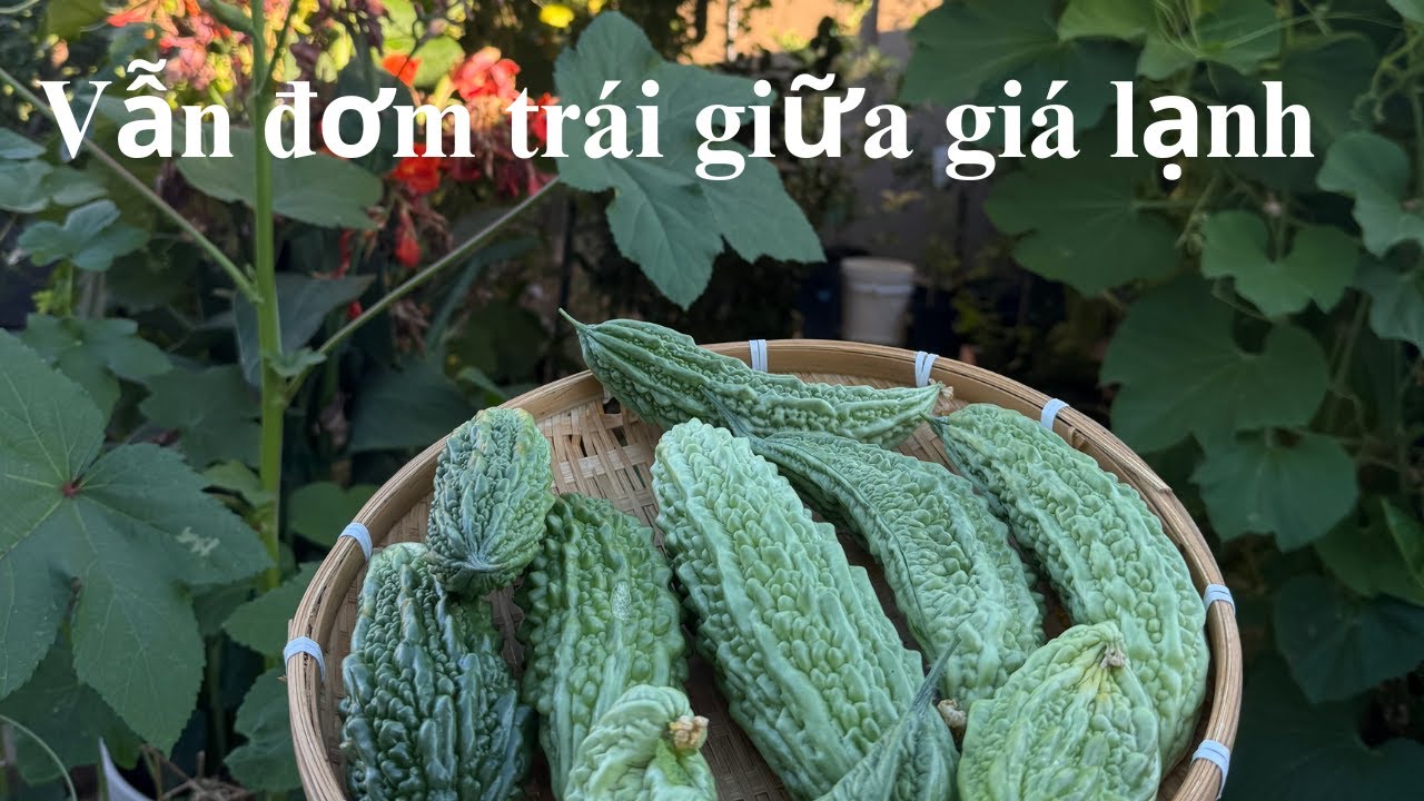 #94 Giữa Trời Lạnh, Khổ Qua Vẫn Đơm Trái – Một Niềm Hy Vọng Nhỏ Xíu.1/14/2026