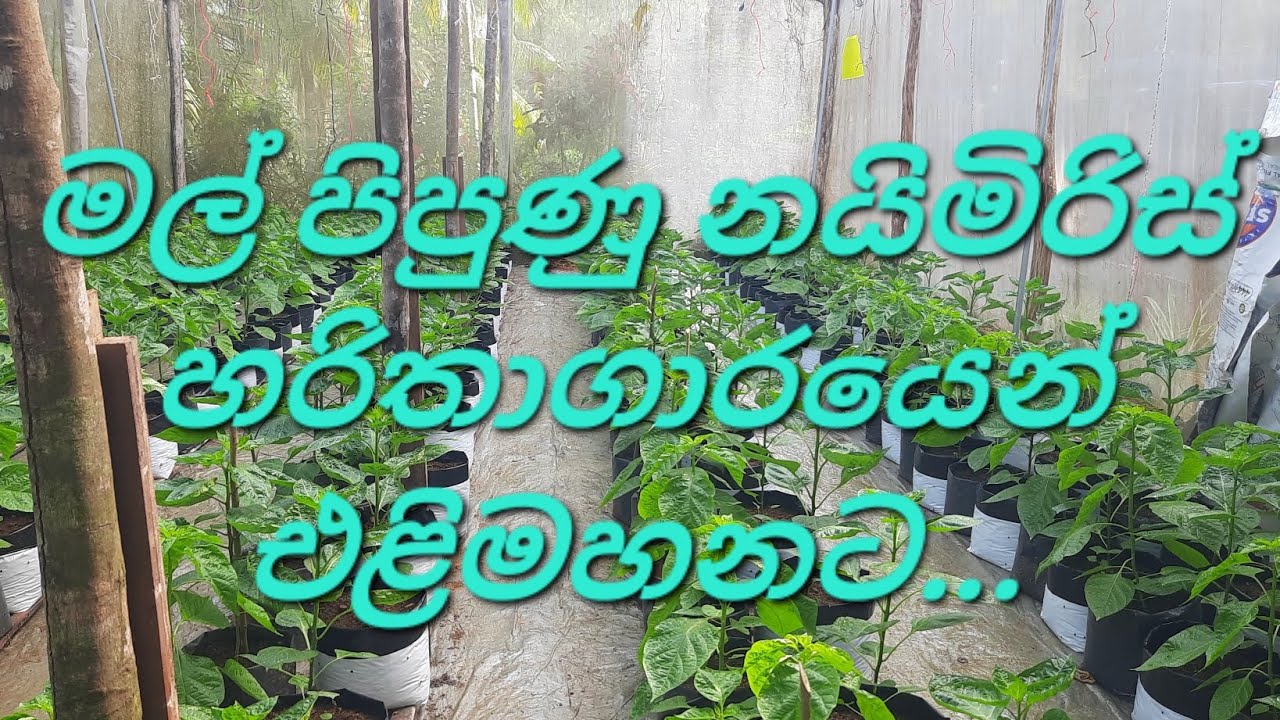 නයිමිරිස් කුඩා කාලයේ දී දිලීර, කෘමි, අධික හිරුඑළිය, වැස්ස නිසා වන හානි අවම කර ගන්න මෙලෙස පැළ වවන්න🌱
