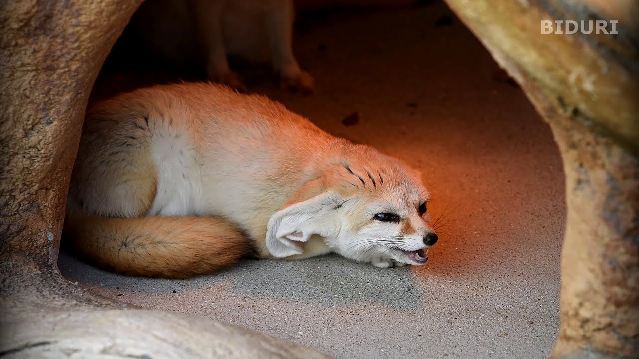 사막여우 울음소리 (서울대공원 동물원). Fennec Fox CRYING SOUND(Korea Seoul Grand Park Zoo)