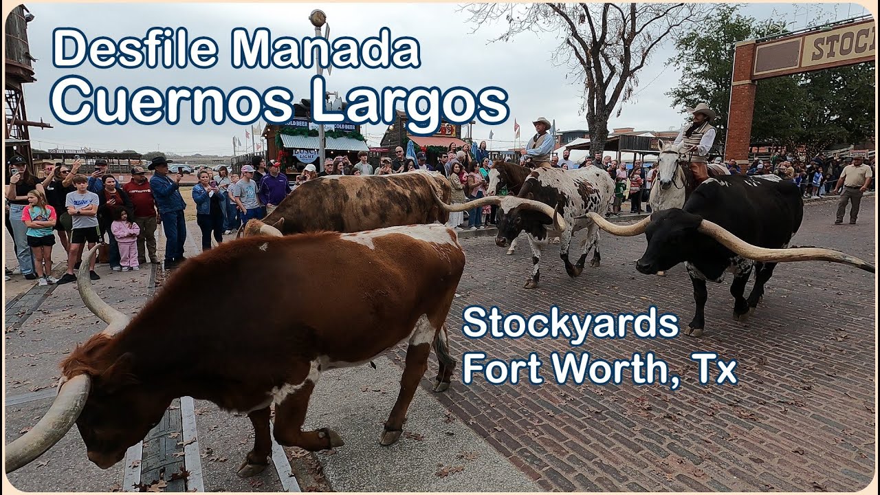 Stockyards Station. Popular Desfile Manada de Auténticos Cuernos Largos. Fort Worth, Texas. Dic 2025