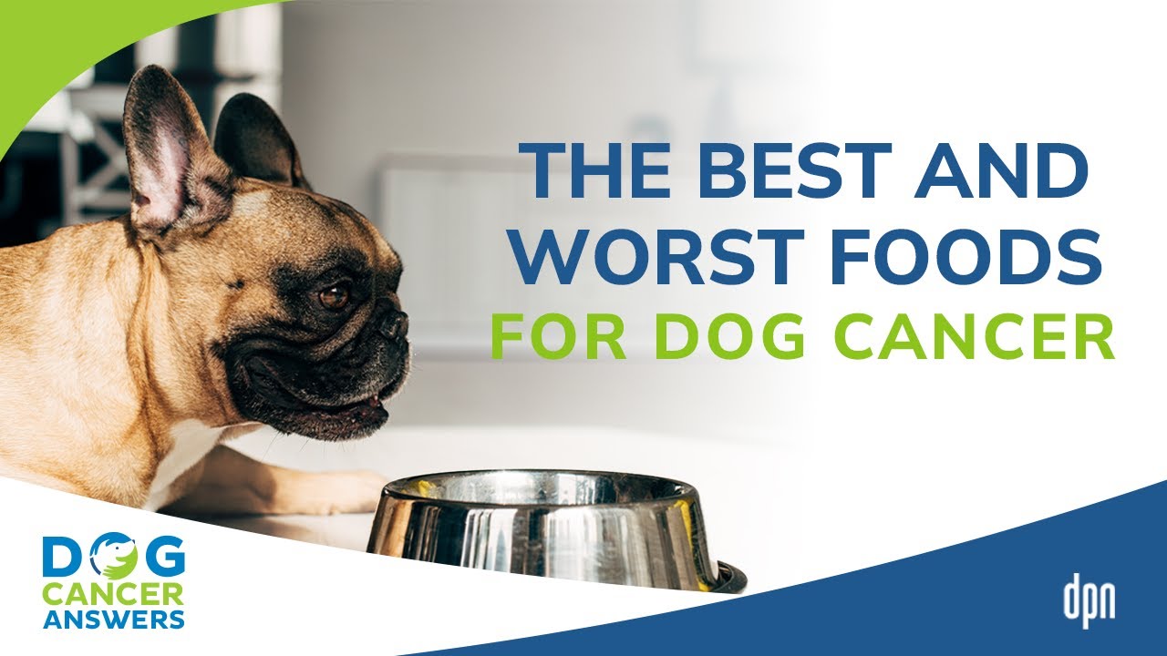 The Best and Worst Foods for Dog Cancer | Dr. Susan Recker