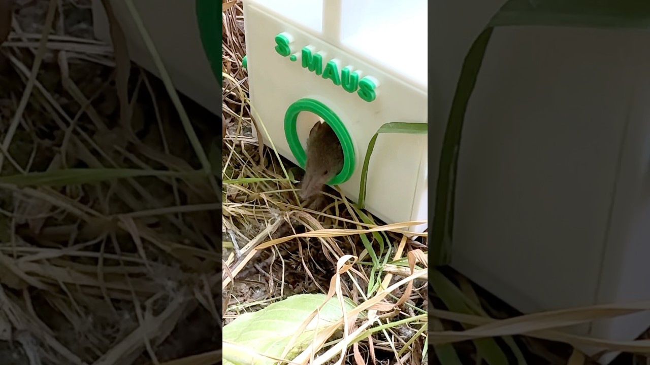 Spitzmaus im Rohr gefangen #animalrescue #tierrettung #tiere