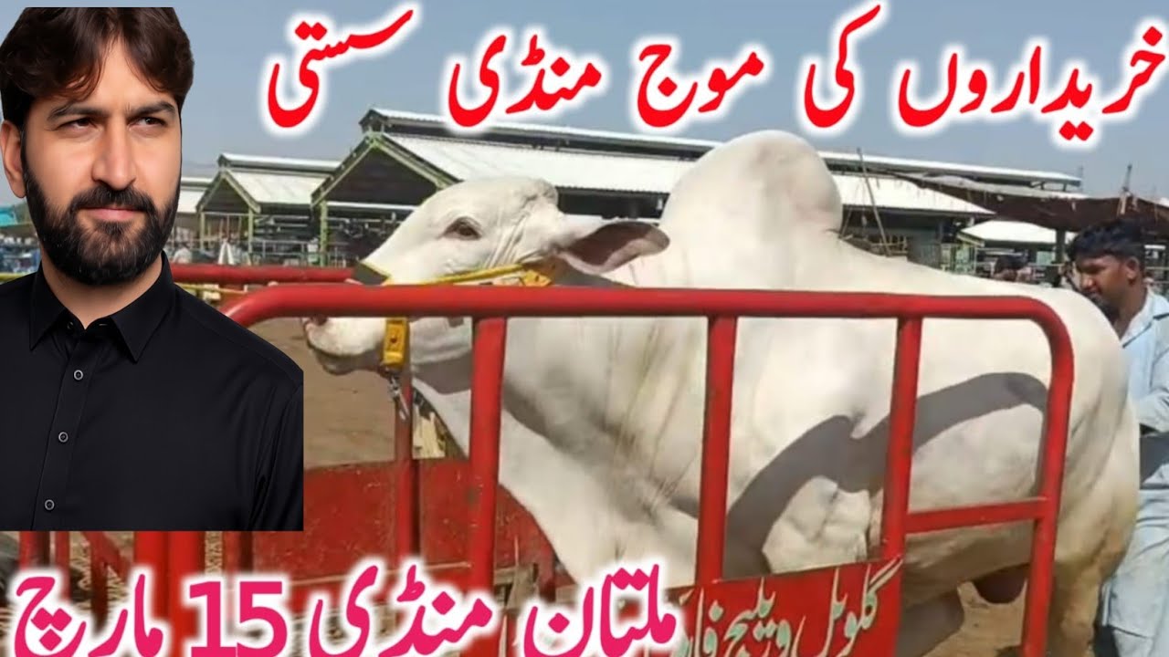 Multan Cow Mandi Pakistan 2026 | Sahiwal Cholistani Brahman Bachre | Cattle Market Update