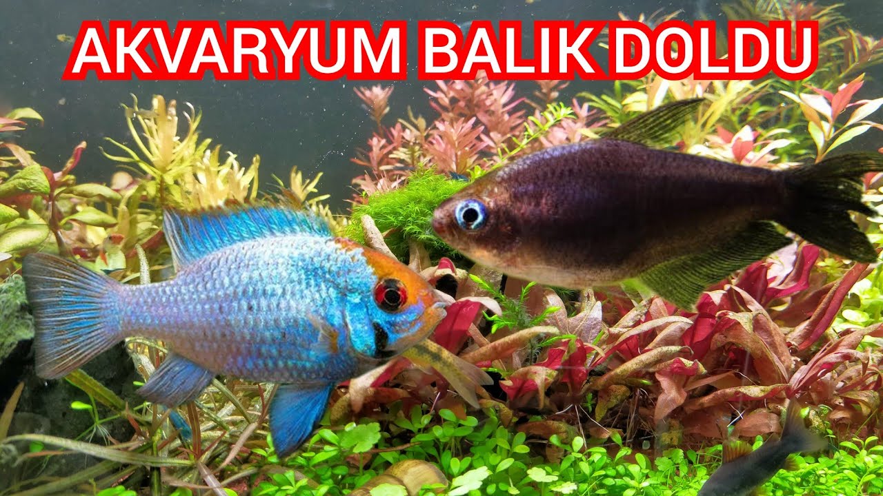 YENİ İKİ ÇEŞİT DAHA BALIK ALDIM - siyah imparator tetra - electric blue ramirezi