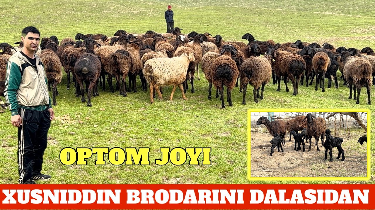 XUSNIDDIN AKA 130 BOSH ONA BOLA TUQQAN BO’G’OZ QO’YLARI OPTOM NARXDA SOTILADI