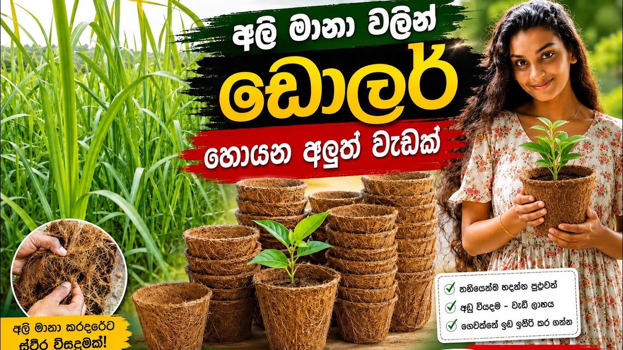 අලි මානා වලින් ඩොලර් හොයමුද? Ali Mana walin dollar hoyana aluth wadak. (Thushara Sewwandi Basnayake)