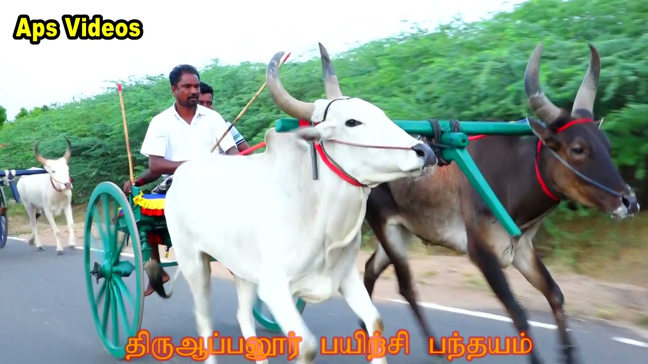 rackla training | 23-07-2021 | Thiru appanoor | @apsvideos7285 | race | mattu vandi panthayam