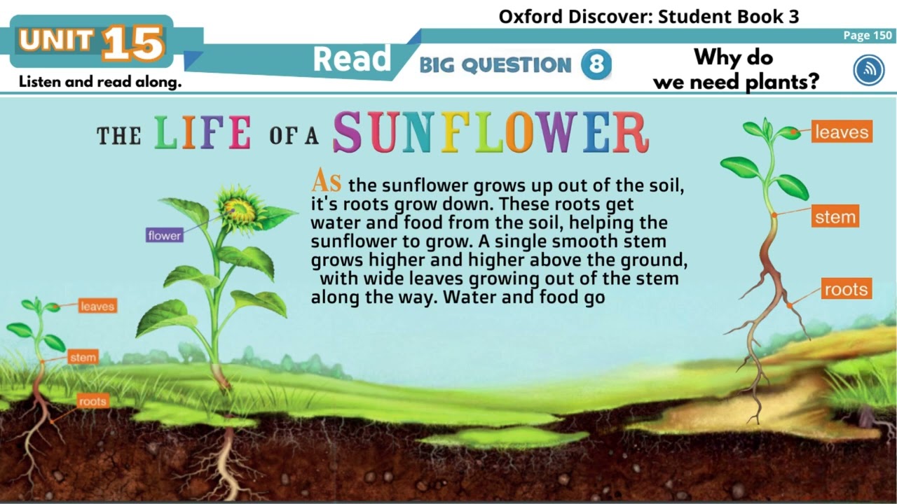 Oxford Discover 3   Unit 15   Read along   The Life of a Sunflower