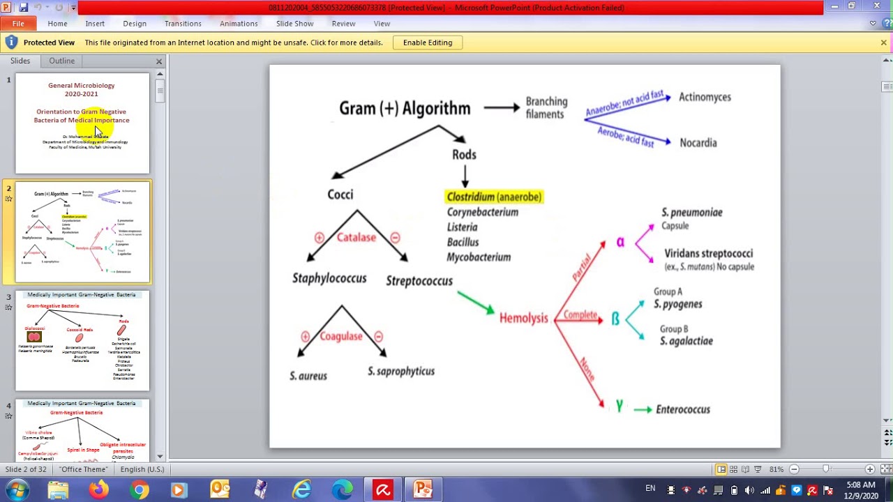 Gram Negative Bacteria