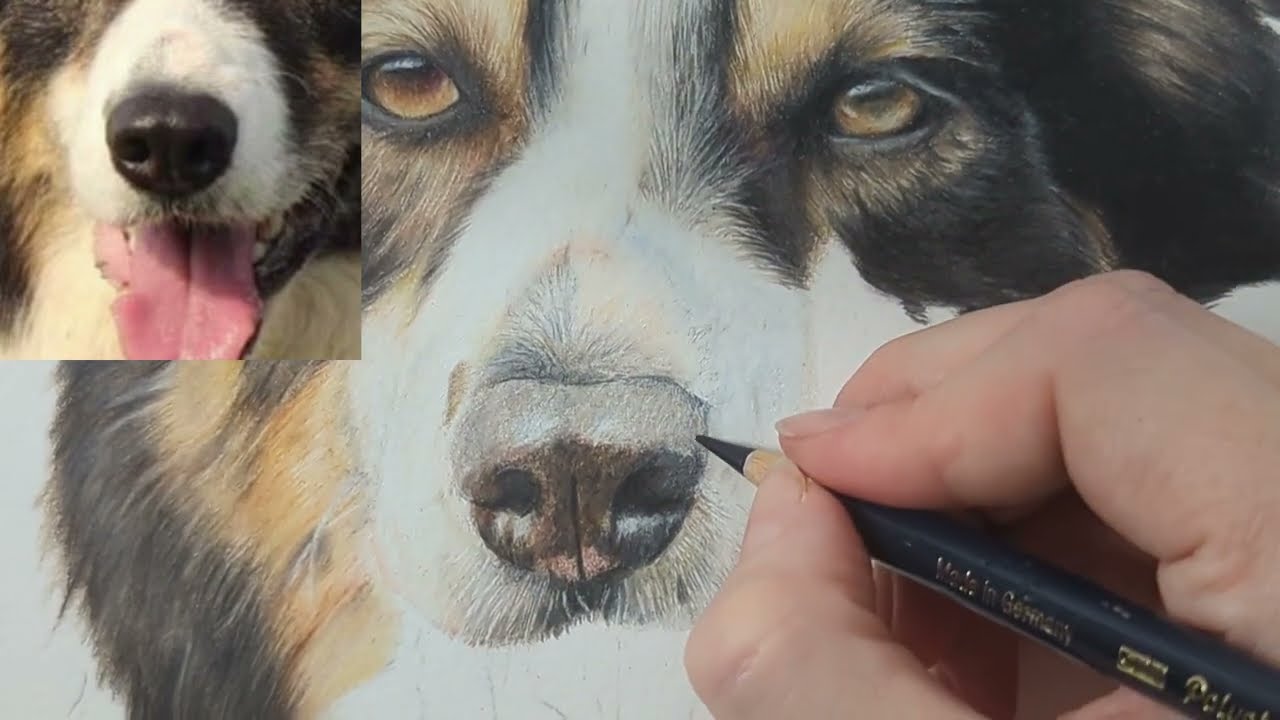 How to Draw a Realistic Dog Nose in Colour Pencils| Real Time | Draw with Me