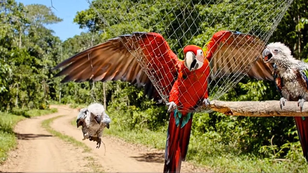 Rescuing a Green-Winged Macaw Family Trapped in a Tree Net &ndash; A Heartfelt Wildlife Rescue