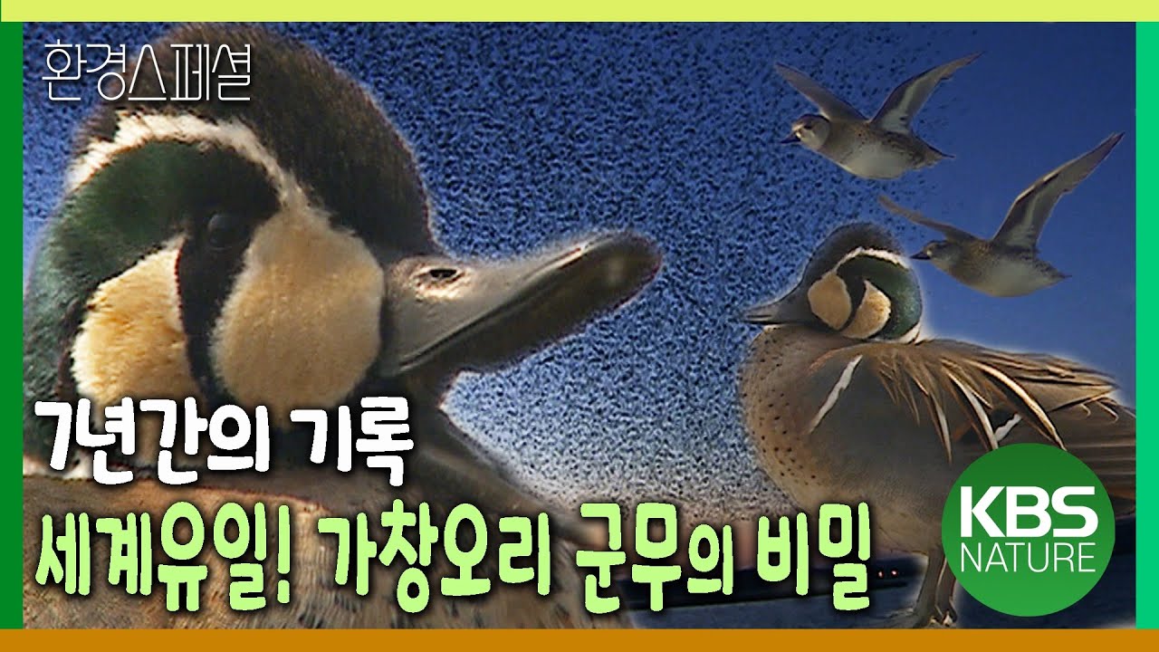 세계유일! 한국에서만 감상할 수 있는 가창오리 군무, 아름다움의 비밀을 밝힌다 [환경스페셜-가창오리 7년간의 기록] / KBS 20070926 방송