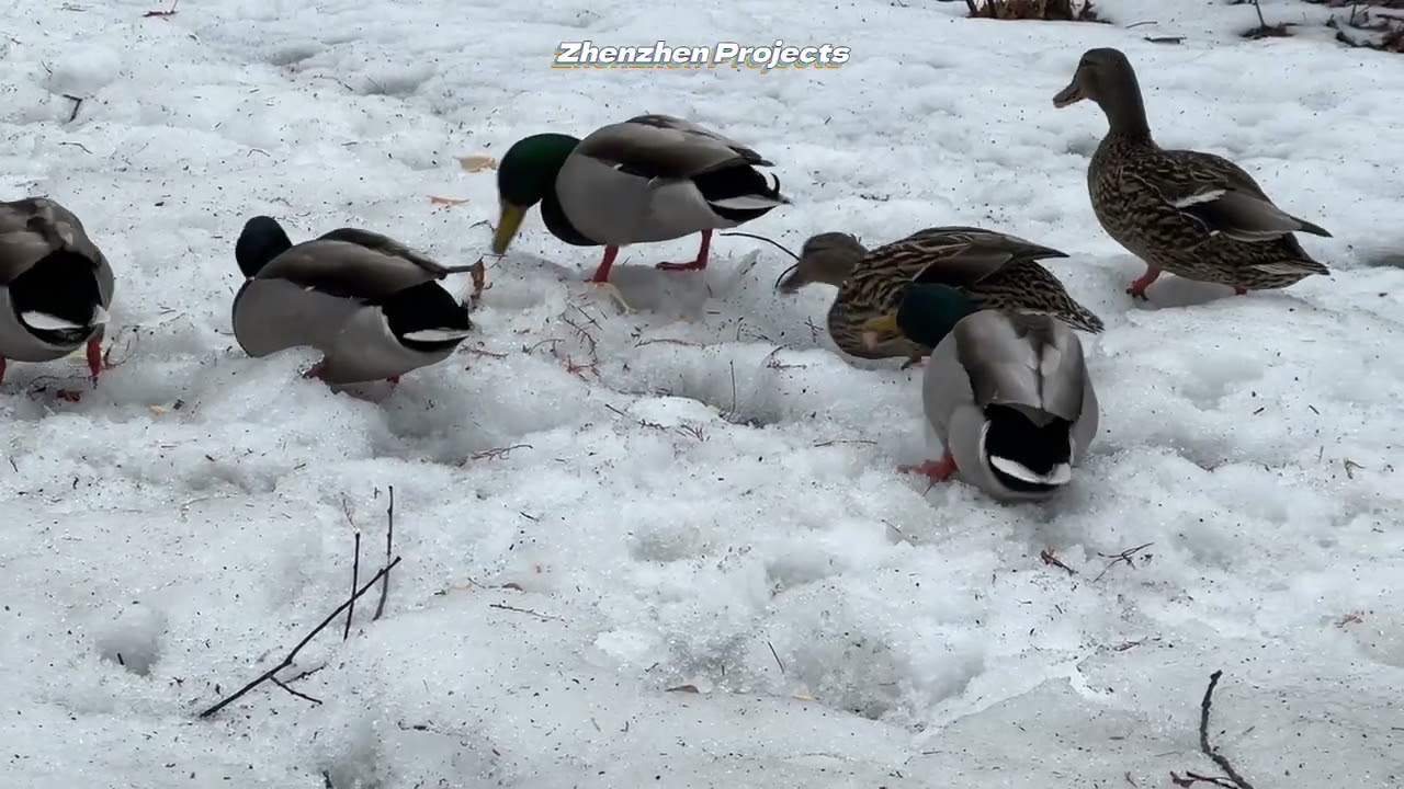The wondrous natural world 23  #Geese #Duck #Seagull #ZhenzhenProjects