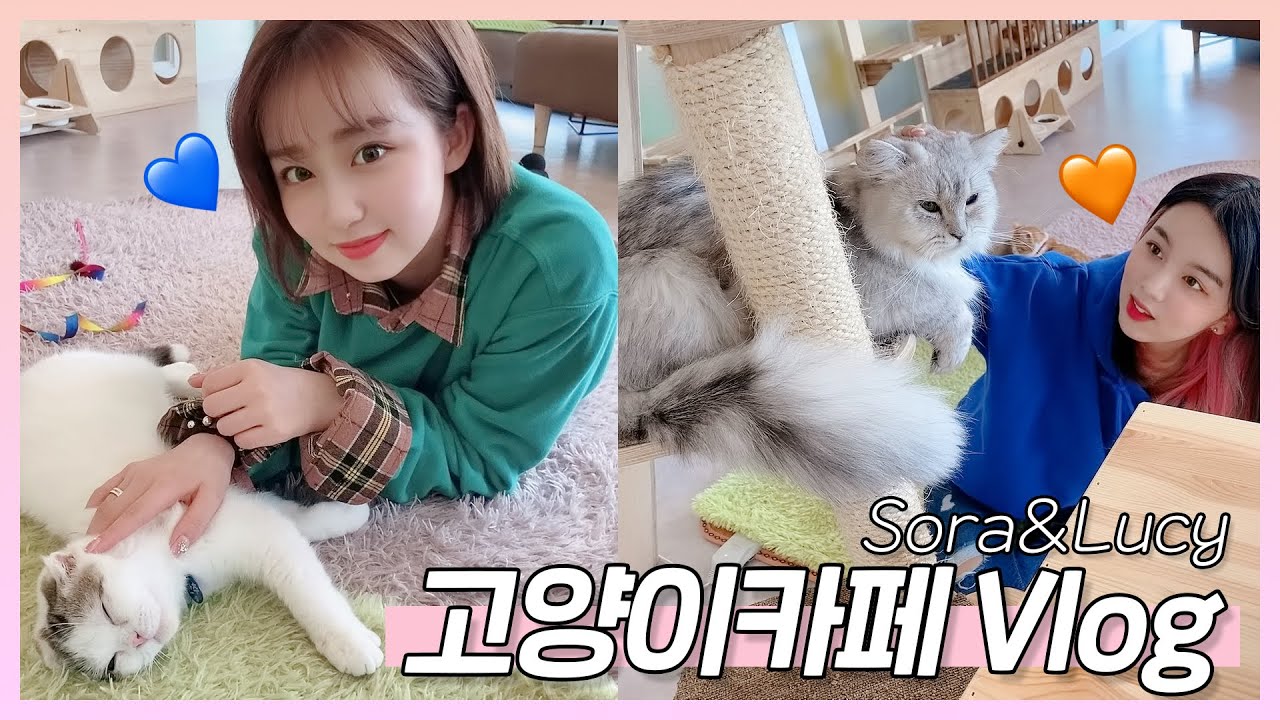 함께 힐링해요! 소라와 루시의 고양이 카페 방문기 | Korean Cat Cafe Vlog | 연습생 탐구생활 [연탐생]