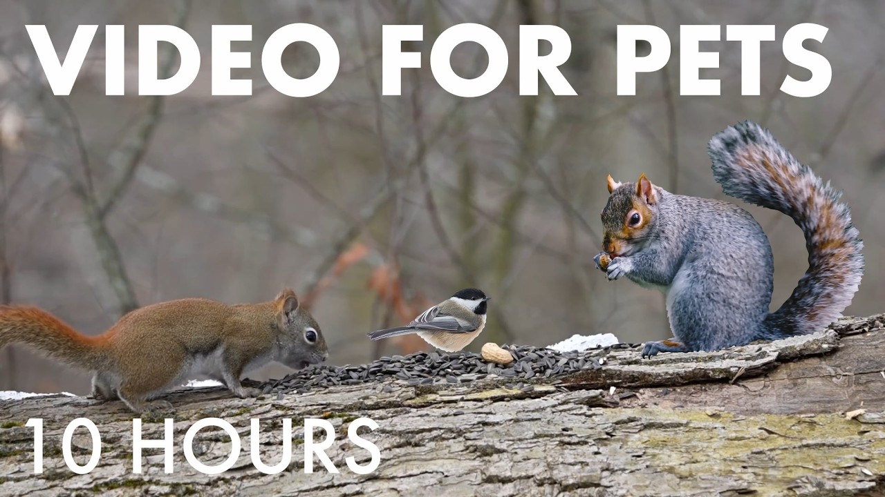Red Squirrels, Blue Jays and Forest Friends - 10 Hour Cat TV for Pets to Watch 🐱 - Feb 26, 2026