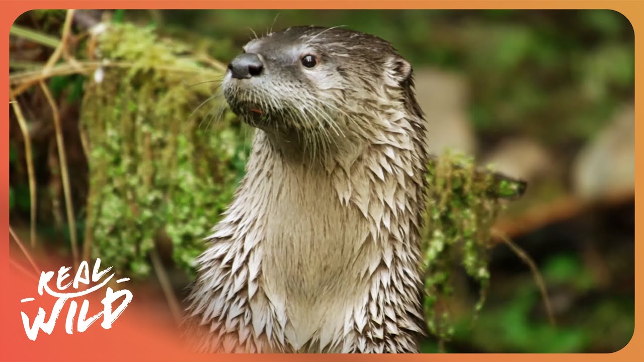 Seasons Of The Otter | 4K Nature Documentary