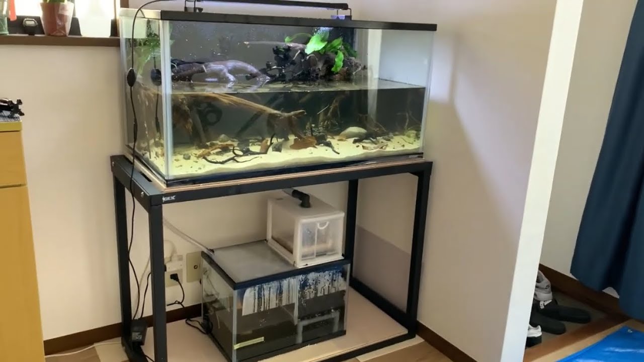 亀飼育のために90cm水槽、自作オーバーフロー濾過槽を立ち上げました。