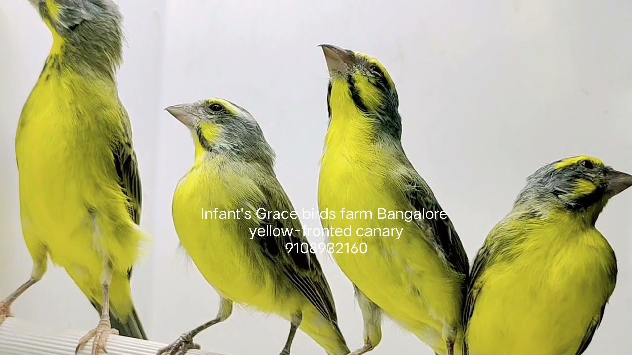 Infant's Grace birds farm Bangalore yellow fronted Canary 9108932160