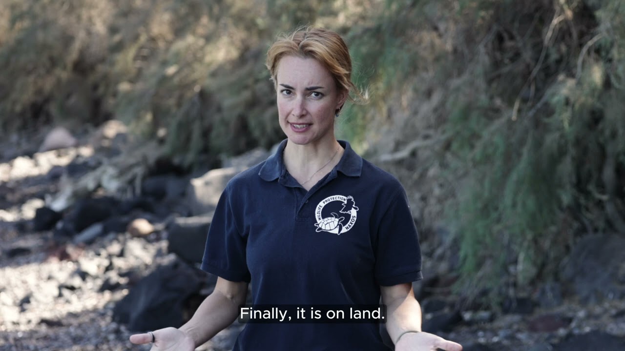 Sea Turtle Rescue tutorial with Naxos Wildlife Protection Association