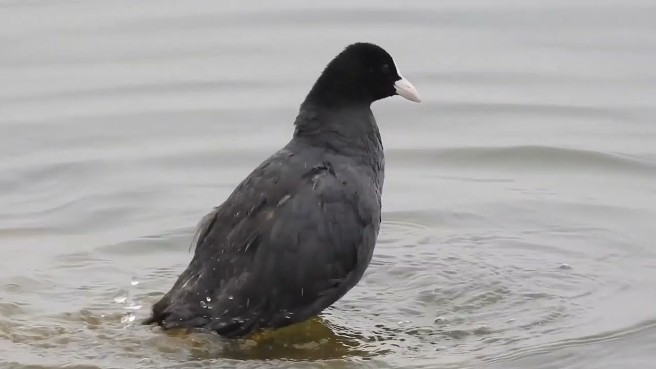 Eurasian Coot Bath | Water Bird