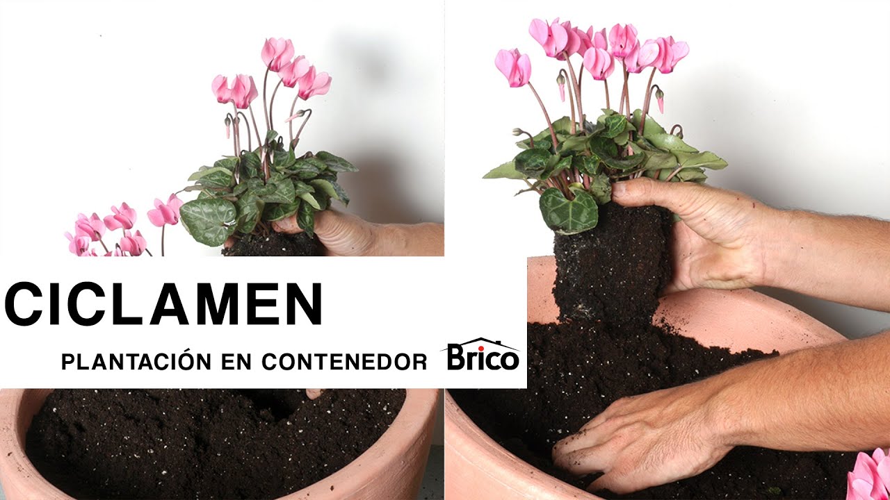 Plantación de CICLAMEN 🌱🌷 Planta de exterior e interior 🌱 Bricomanía