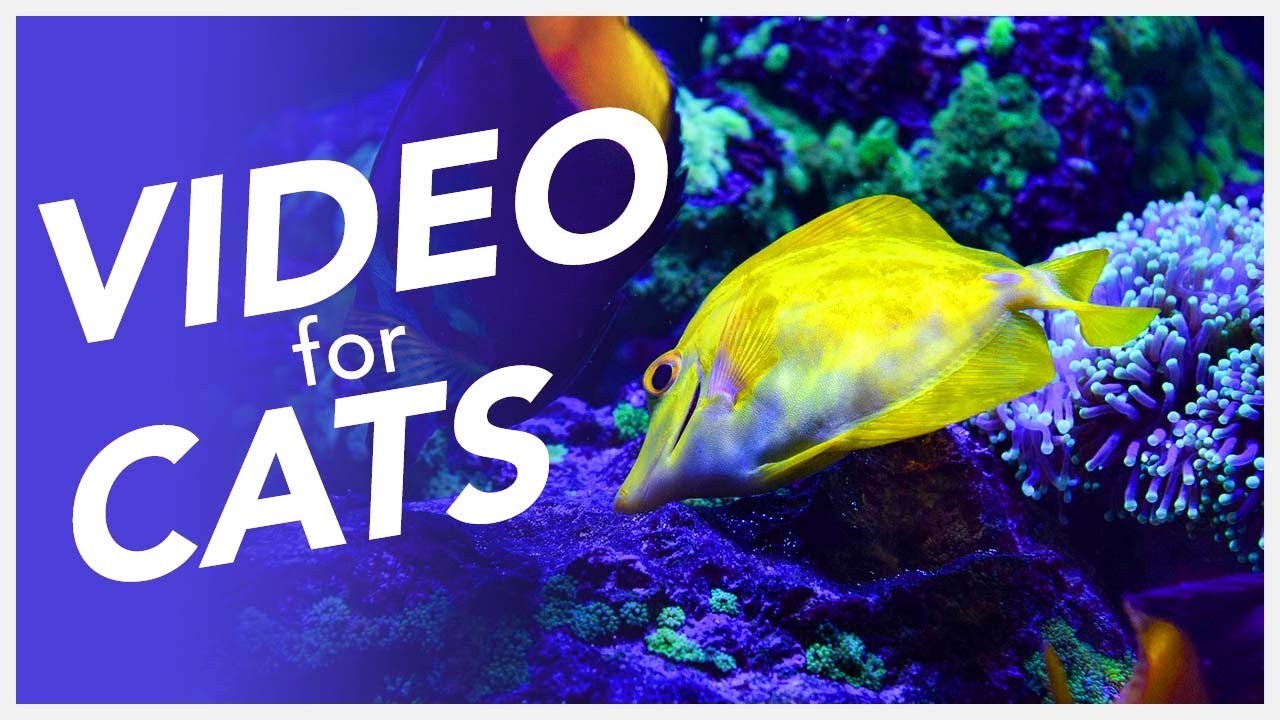📺 TV FOR CATS 😸 - 20 Hour Underwater Fish Video for Cats!