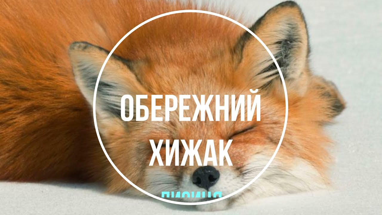 Обережний хижак -  лисиця