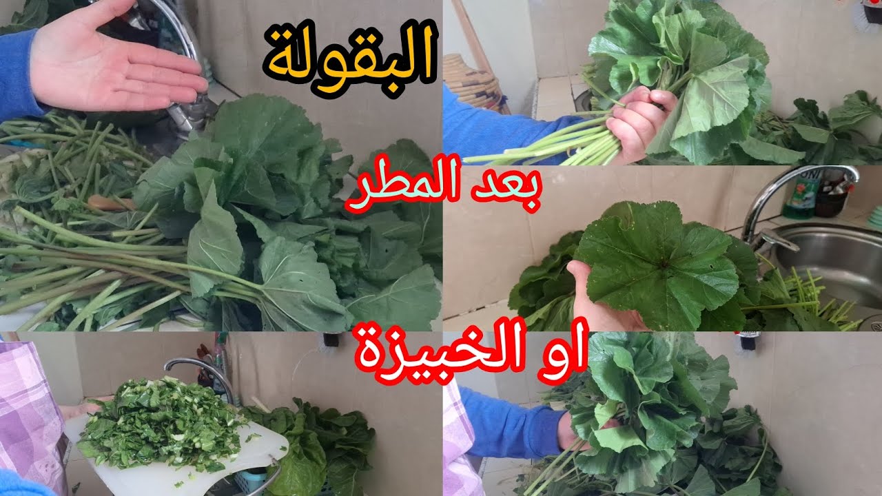 تنظيف البقولة او الخبيزة وتقطيعها بطريقة سهلة هادي الوقت ديالها 😋